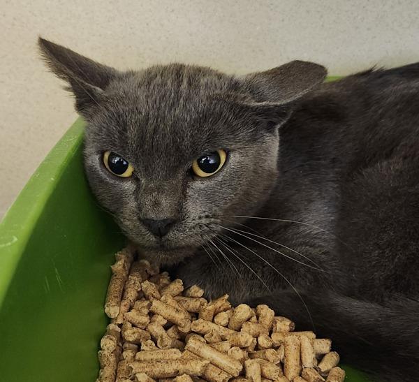 Working Cat - Garnet, Adoptable, Young Male Domestic Short Hair.