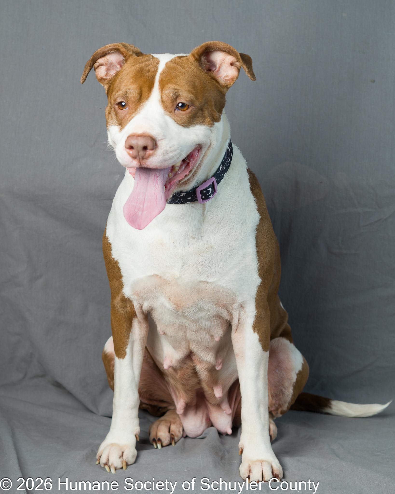 Princess, a Adoptable mixed breed in Montour Falls, NY image 3/4