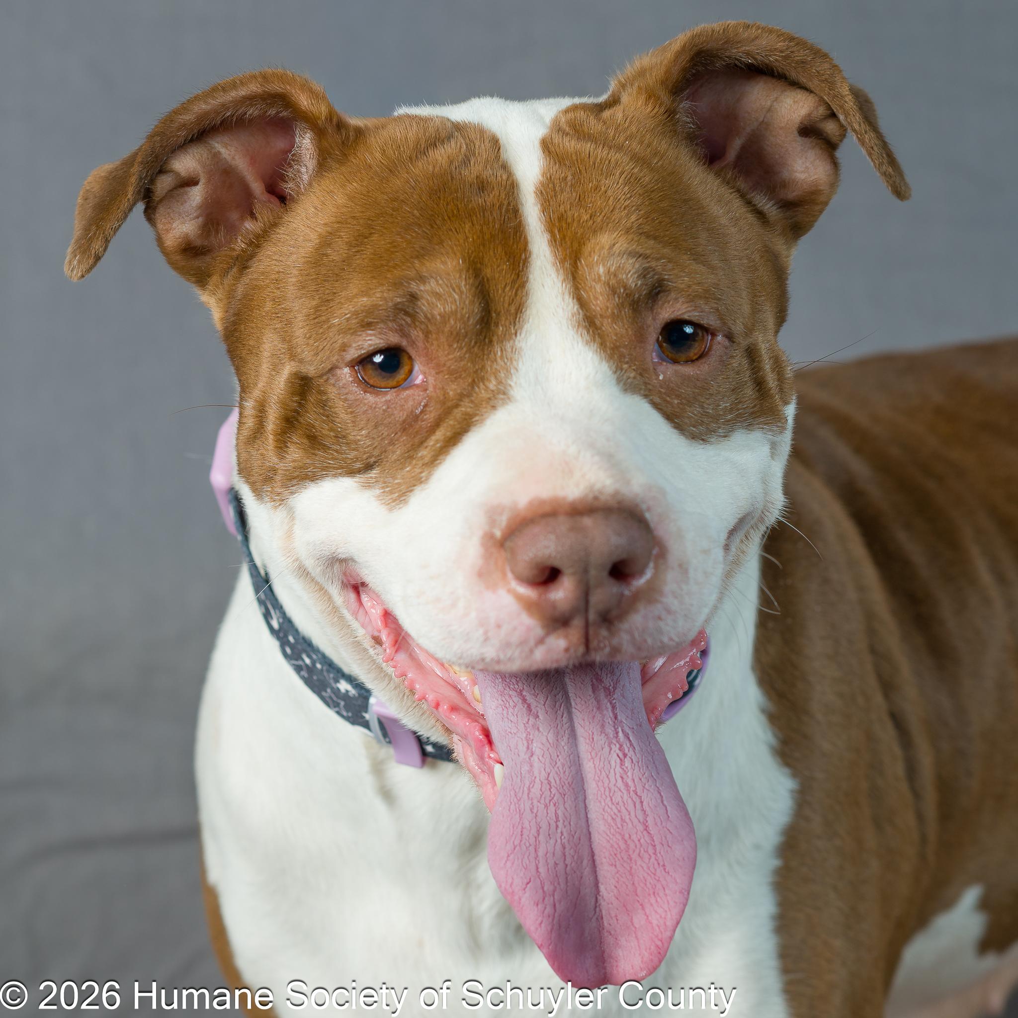 Princess, a Adoptable mixed breed in Montour Falls, NY image 2/4