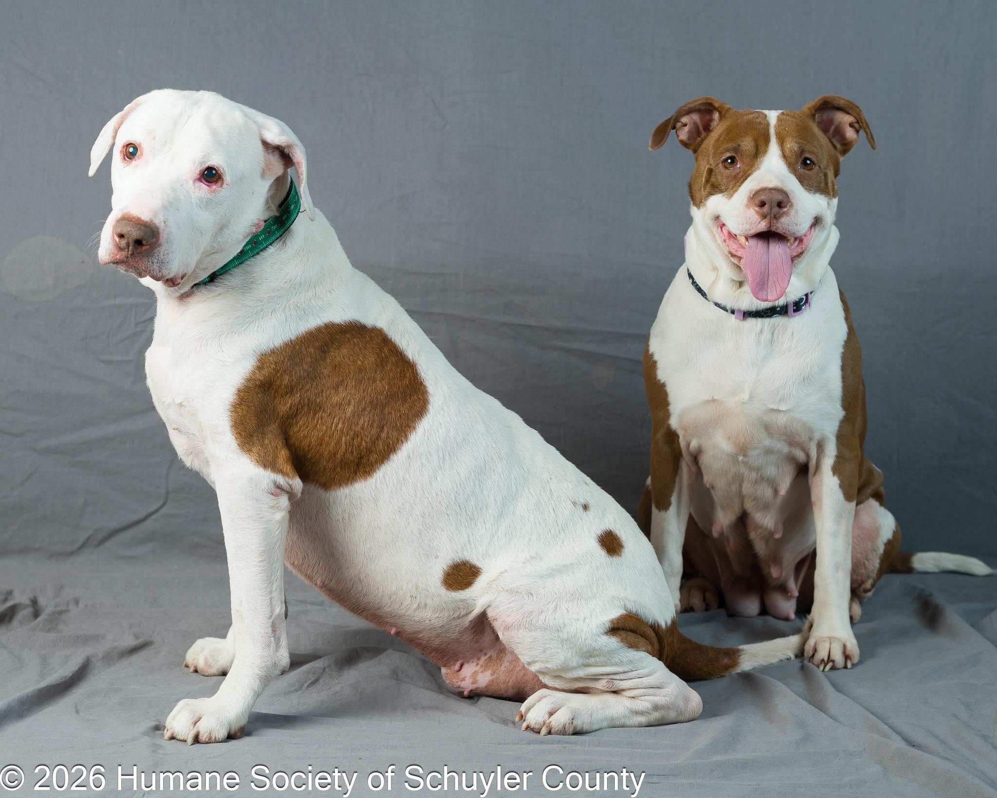Princess, a Adoptable mixed breed in Montour Falls, NY image 4/4