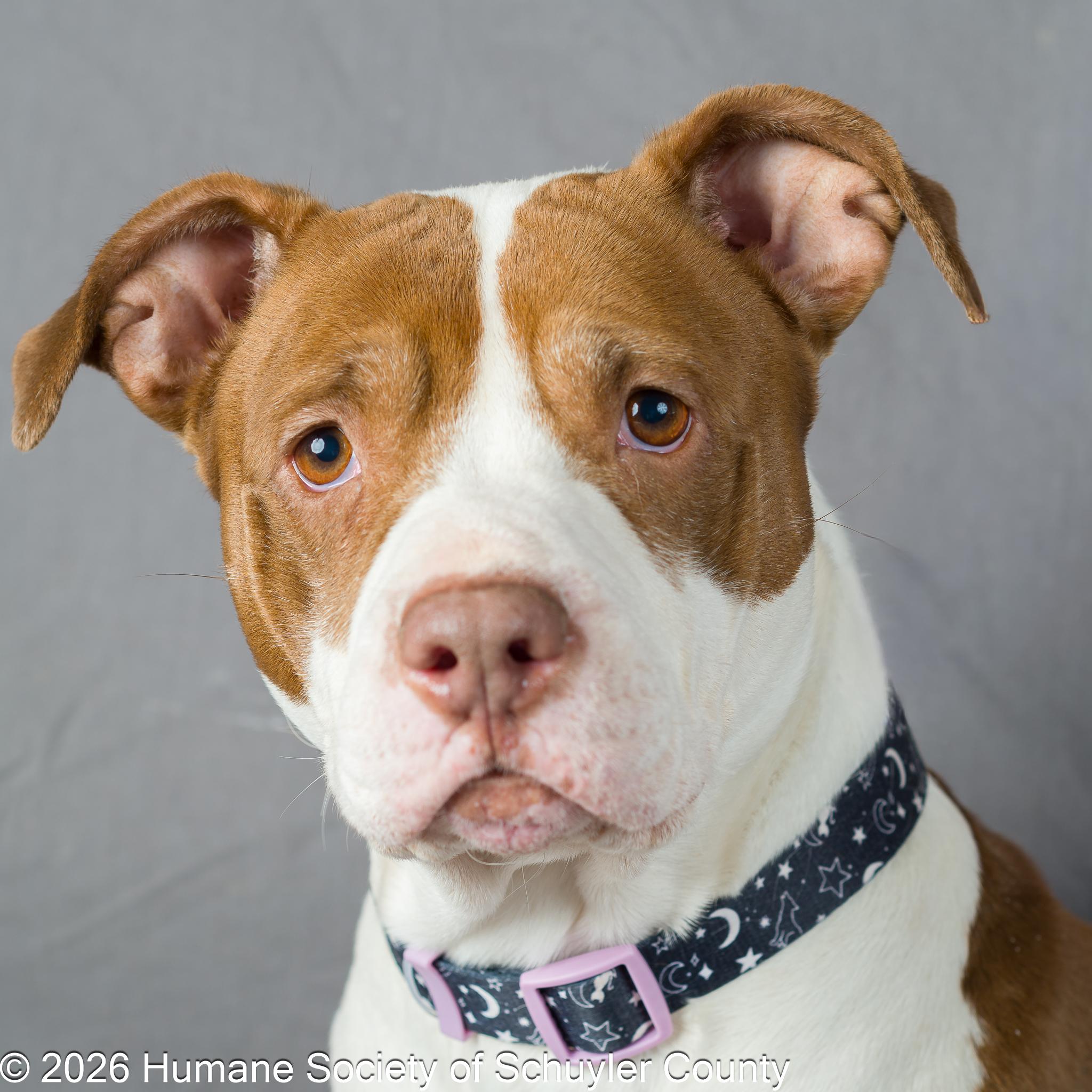 Princess, a Adoptable mixed breed in Montour Falls, NY image 1/4