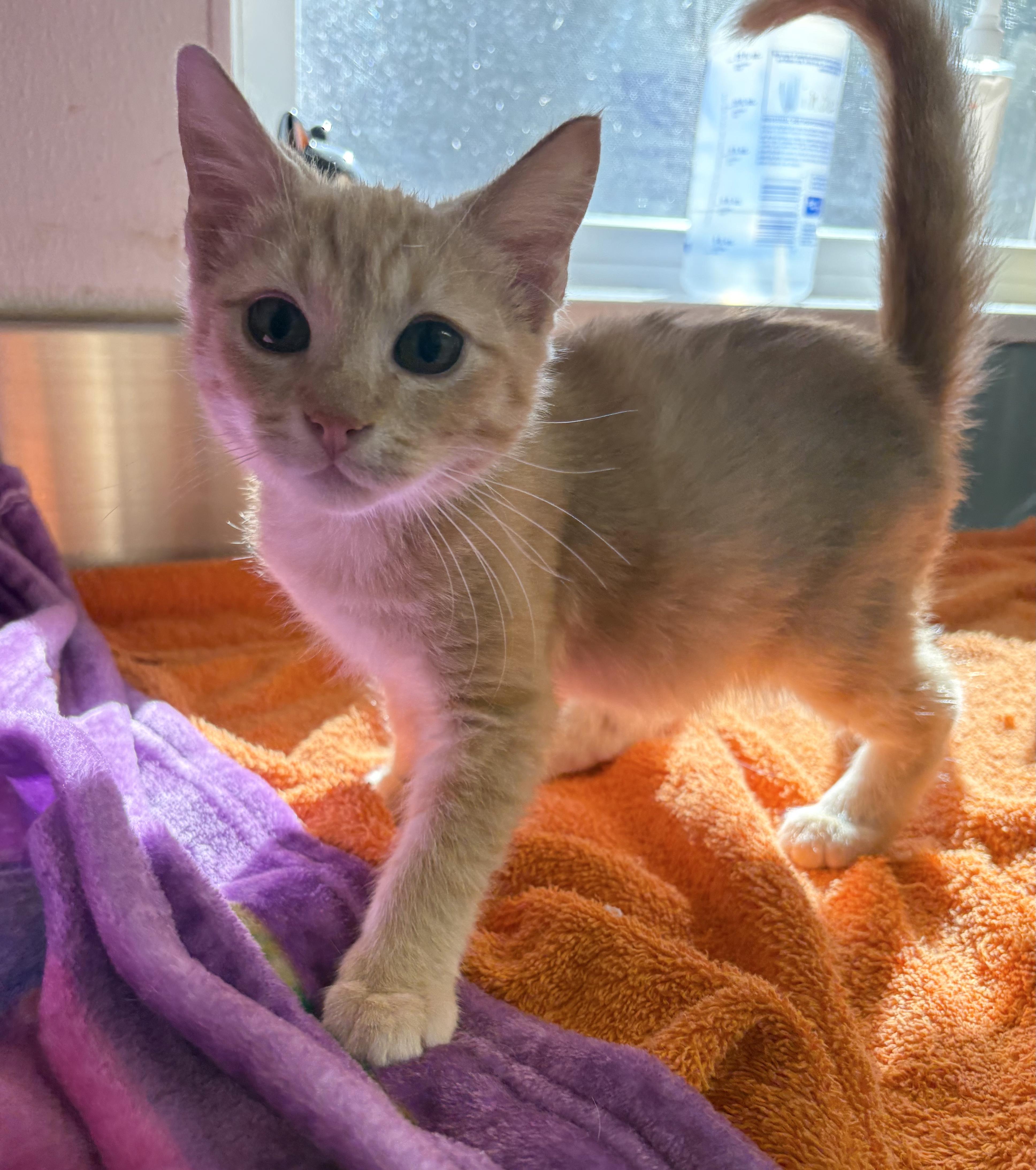 Jagger, Adopted, Kitten Male Domestic Short Hair.