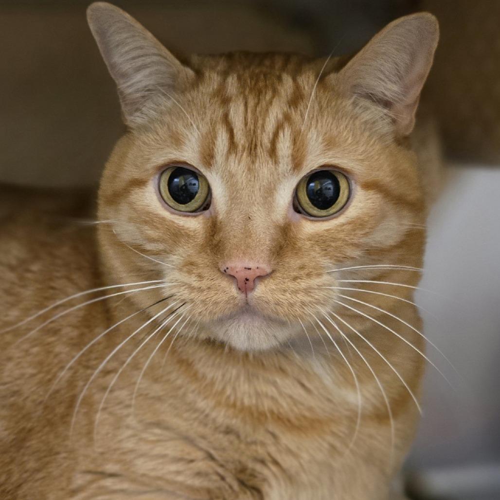 Ginger, Adoptable, Adult Male Domestic Short Hair.