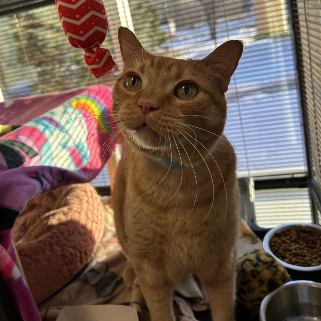 Ginger, Adoptable, Adult Male Domestic Short Hair.