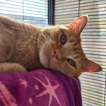 Enlarge Ginger, a Adoptable Domestic Short Hair in Saint Cloud, MN image 2/6