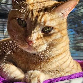 Enlarge Ginger, a Adoptable Domestic Short Hair in Saint Cloud, MN image 3/6