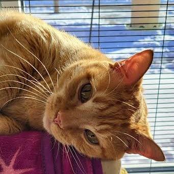 Enlarge Ginger, a Adoptable Domestic Short Hair in Saint Cloud, MN image 4/6
