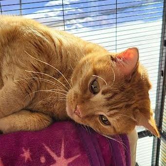 Enlarge Ginger, a Adoptable Domestic Short Hair in Saint Cloud, MN image 6/6