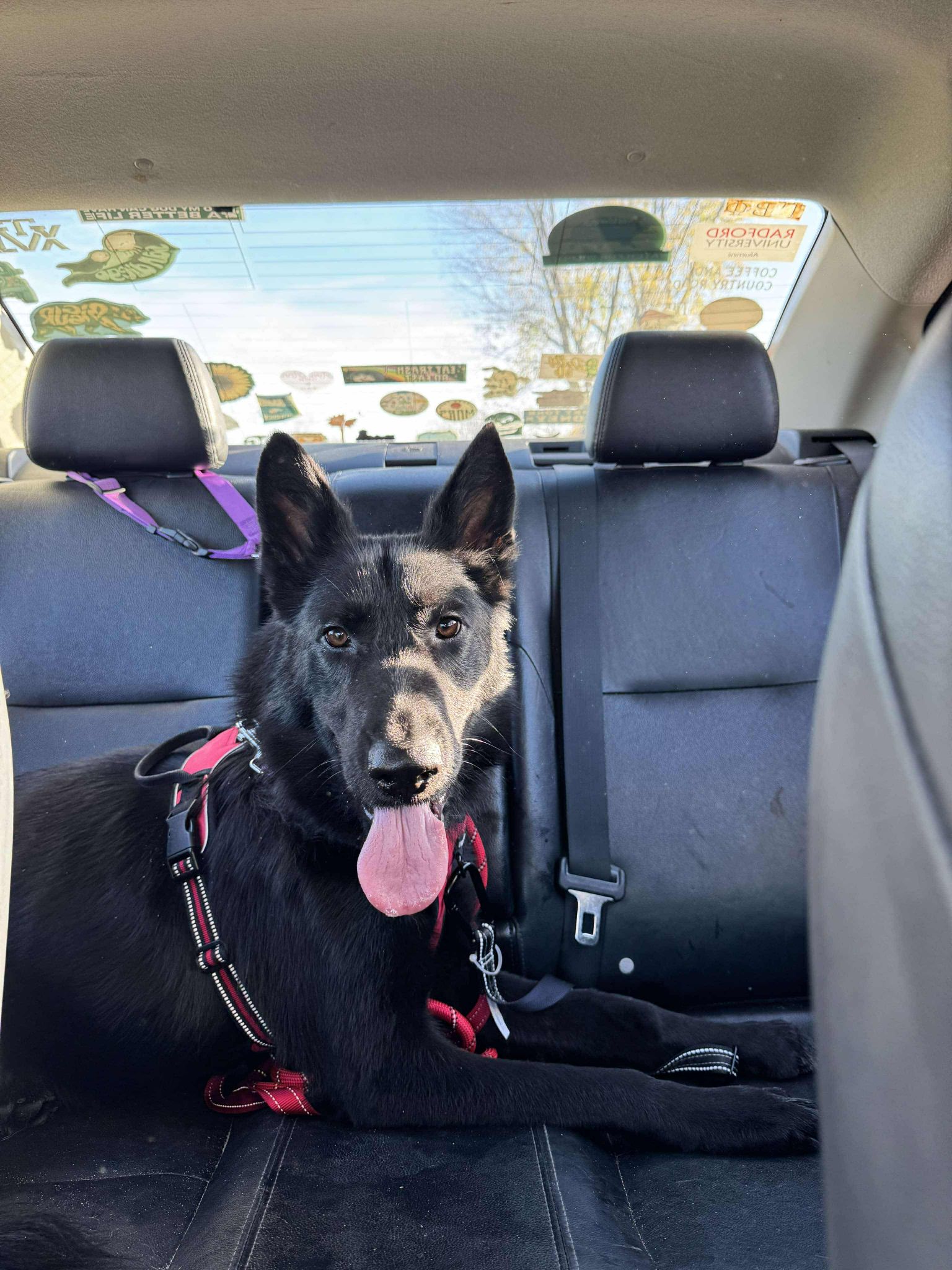 Enlarge Jett, a Adopted German Shepherd Dog in Darlington, MD image 4/4