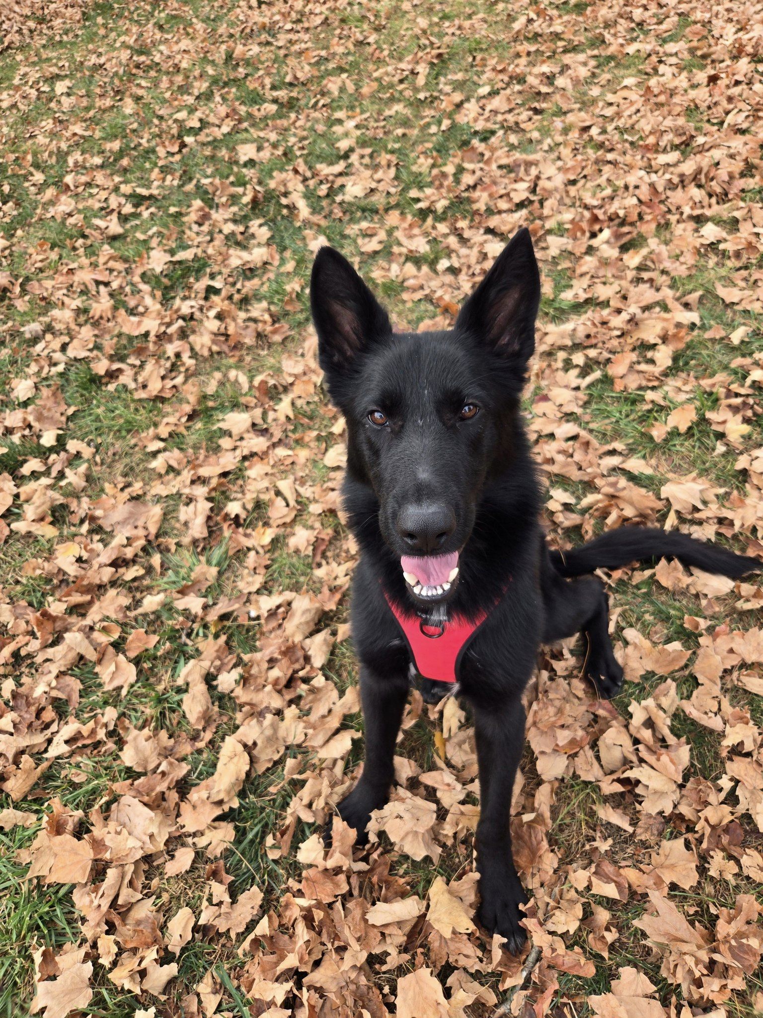 Jett, Adopted, Young Male German Shepherd Dog.