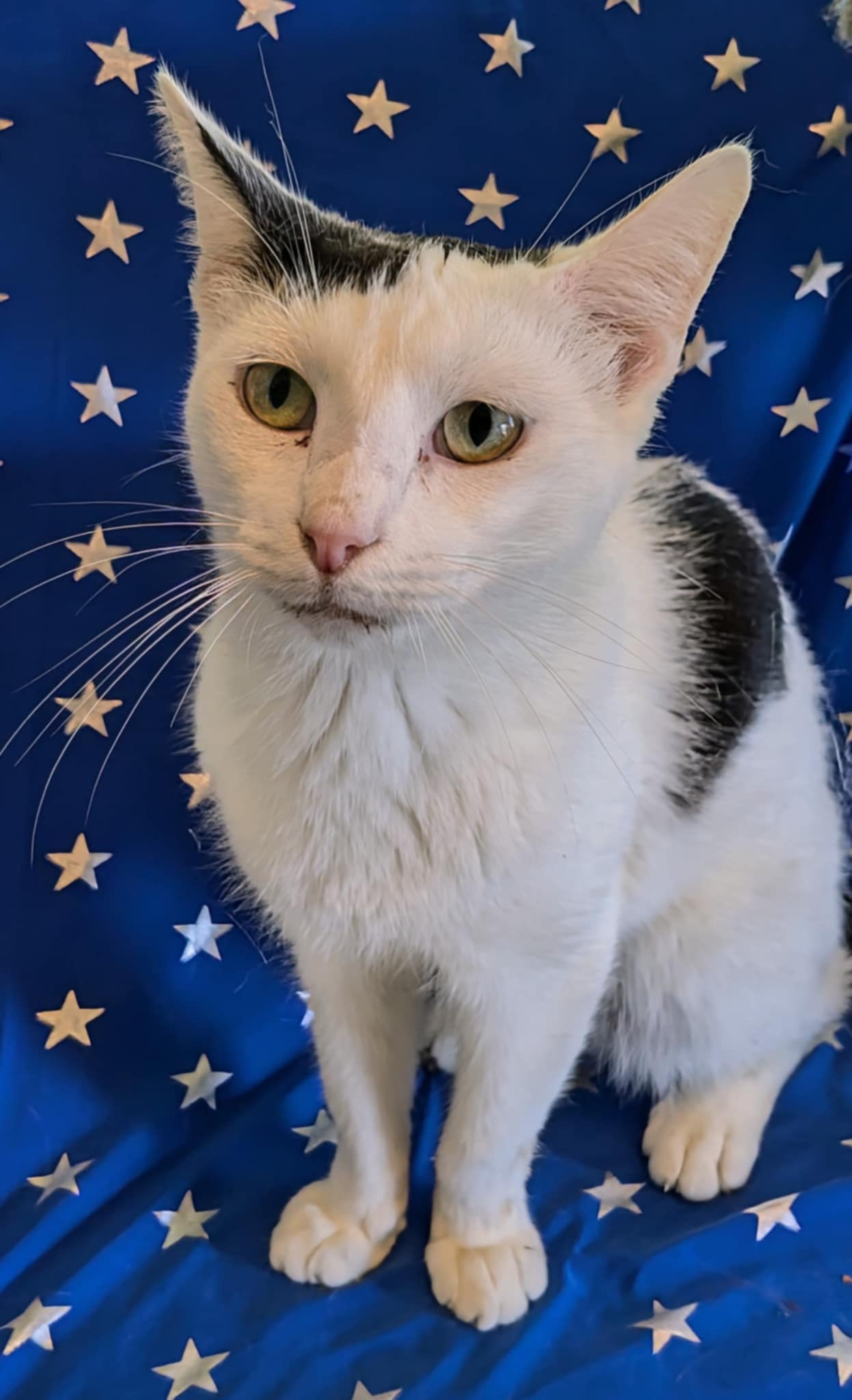 Luke, a Adoptable Domestic Short Hair in Jacksonville, TX image 1/4