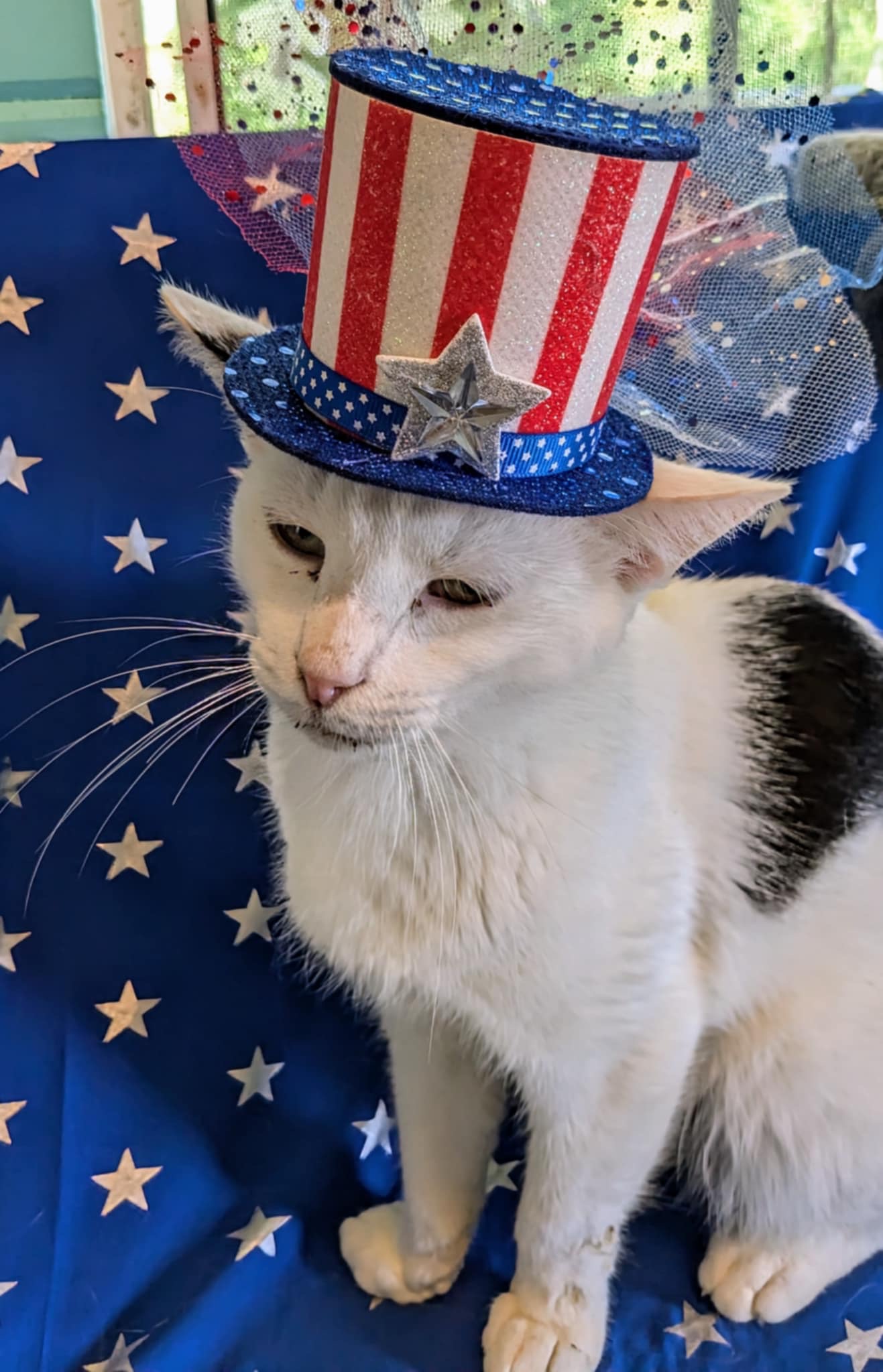 Luke, a Adoptable Domestic Short Hair in Jacksonville, TX image 2/4