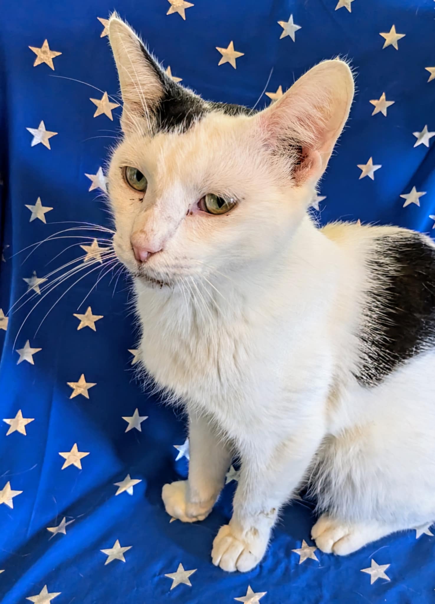 Luke, a Adoptable Domestic Short Hair in Jacksonville, TX image 3/4