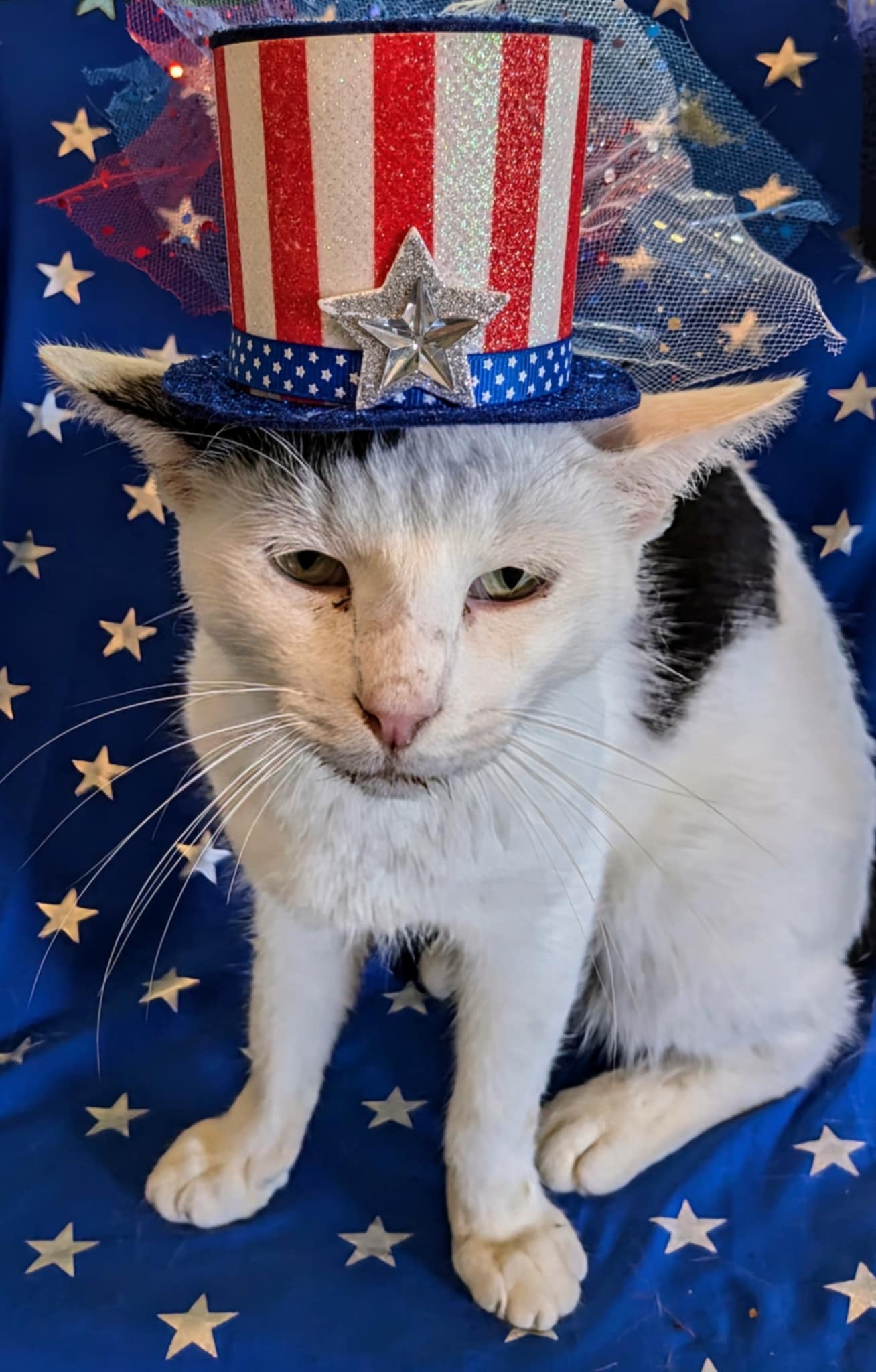 Luke, a Adoptable Domestic Short Hair in Jacksonville, TX image 4/4