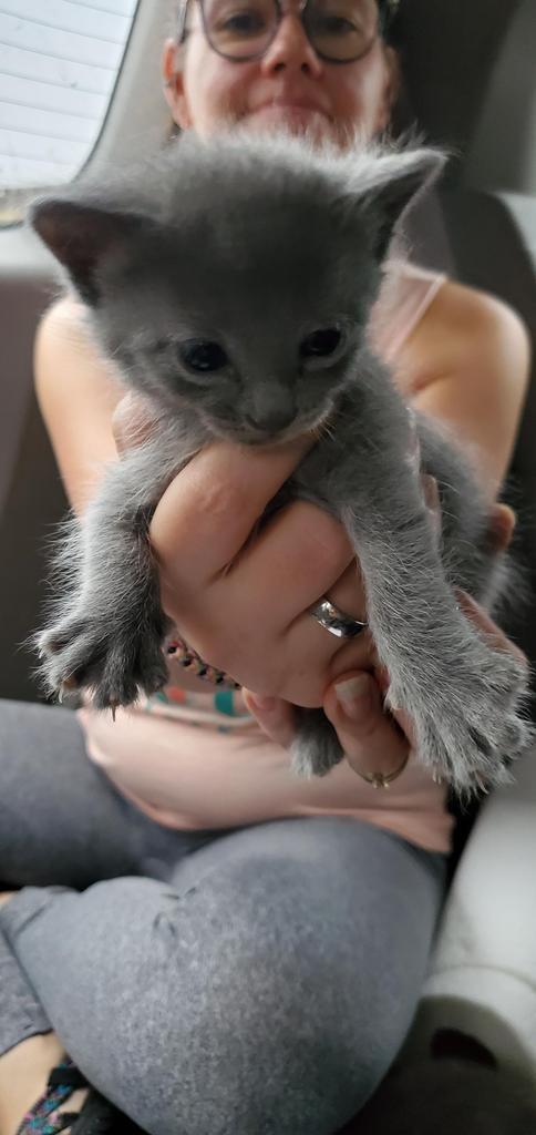 Titania nka Lilly, Adopted, Adult Female Domestic Short Hair.