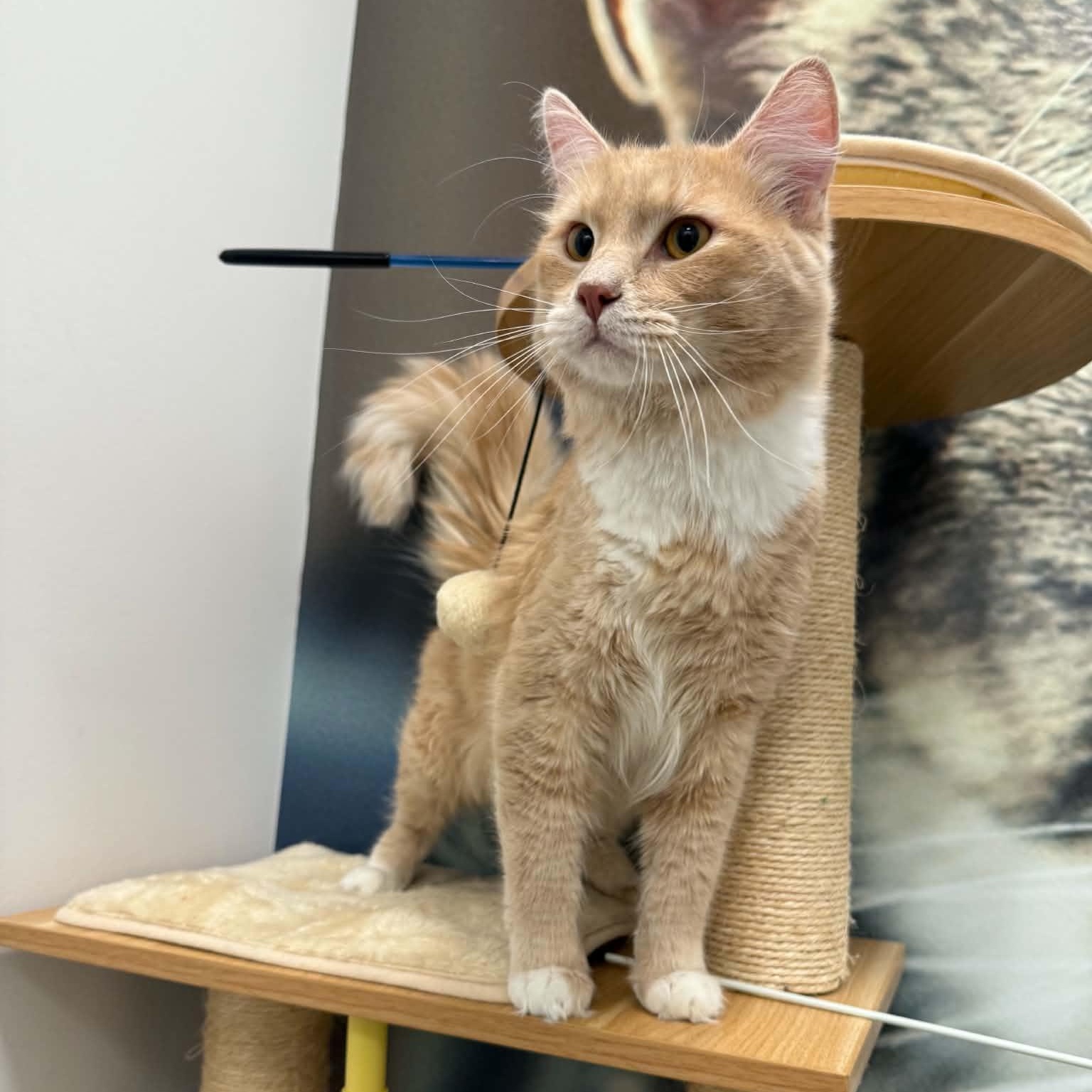 Queso, a ADOPTABLE Domestic Long Hair in Sedalia, MO image 2/5