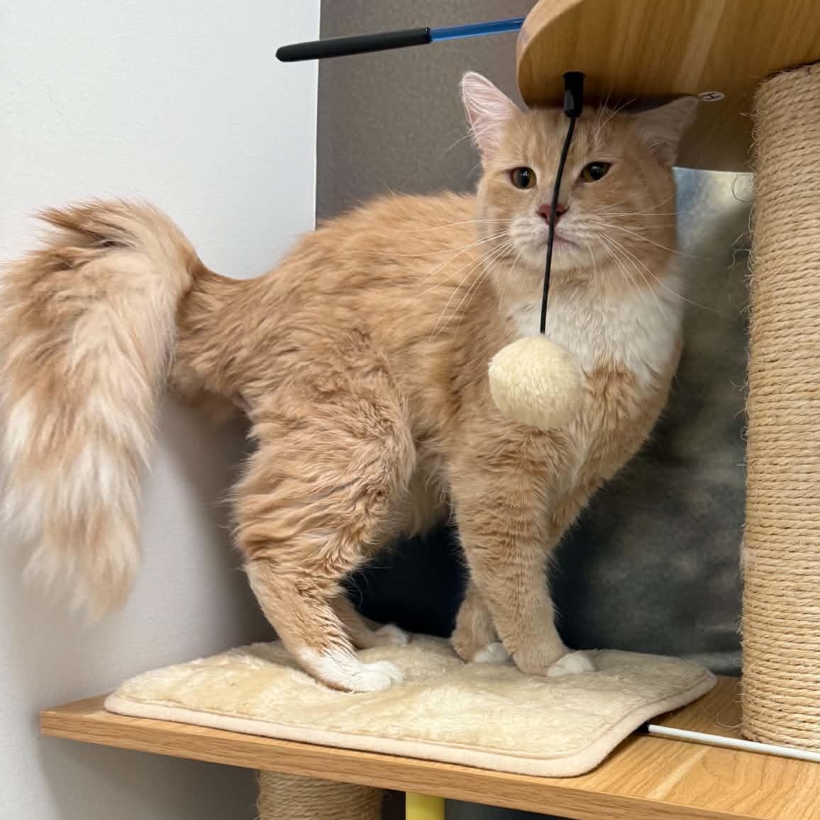 Queso, a ADOPTABLE Domestic Long Hair in Sedalia, MO image 3/5