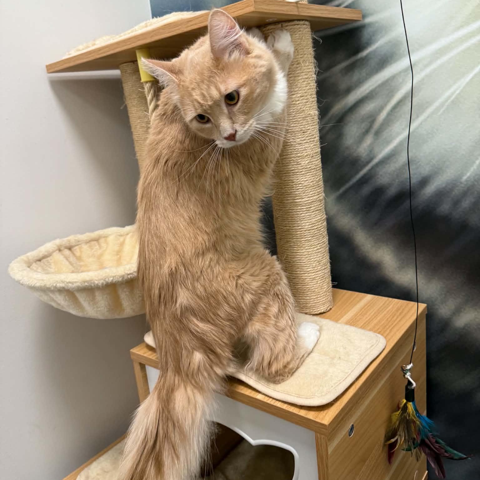 Queso, a ADOPTABLE Domestic Long Hair in Sedalia, MO image 5/5