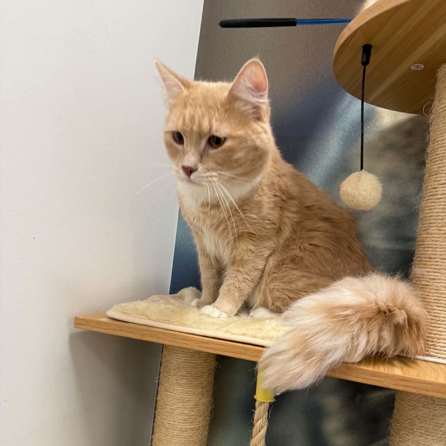 Queso, a ADOPTABLE Domestic Long Hair in Sedalia, MO image 4/5