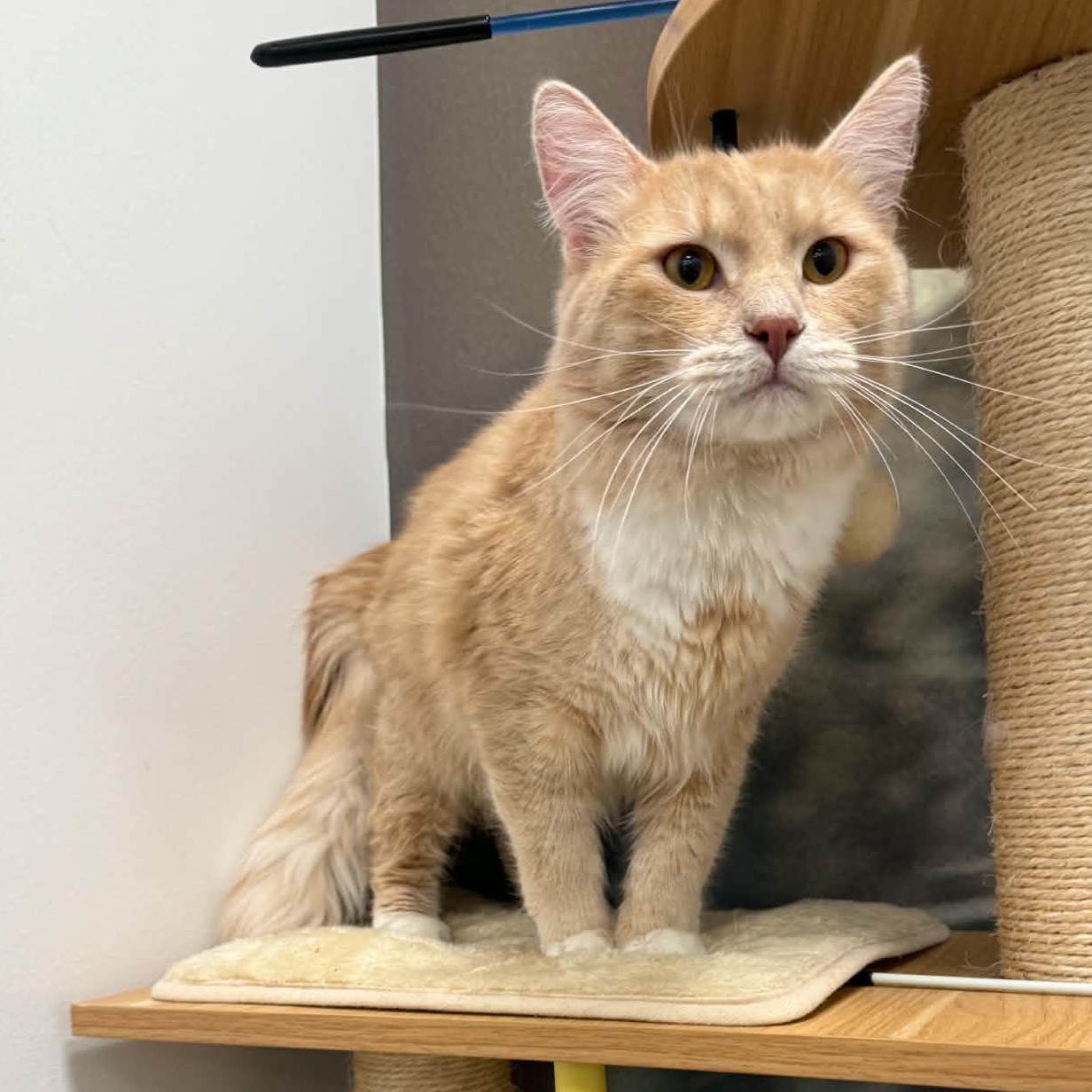 Queso, ADOPTABLE, Young Male Domestic Long Hair.