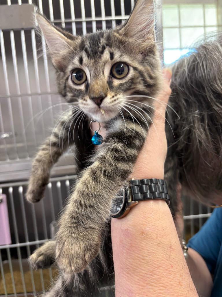 Otto, Adoptable, Kitten Male Domestic Short Hair.