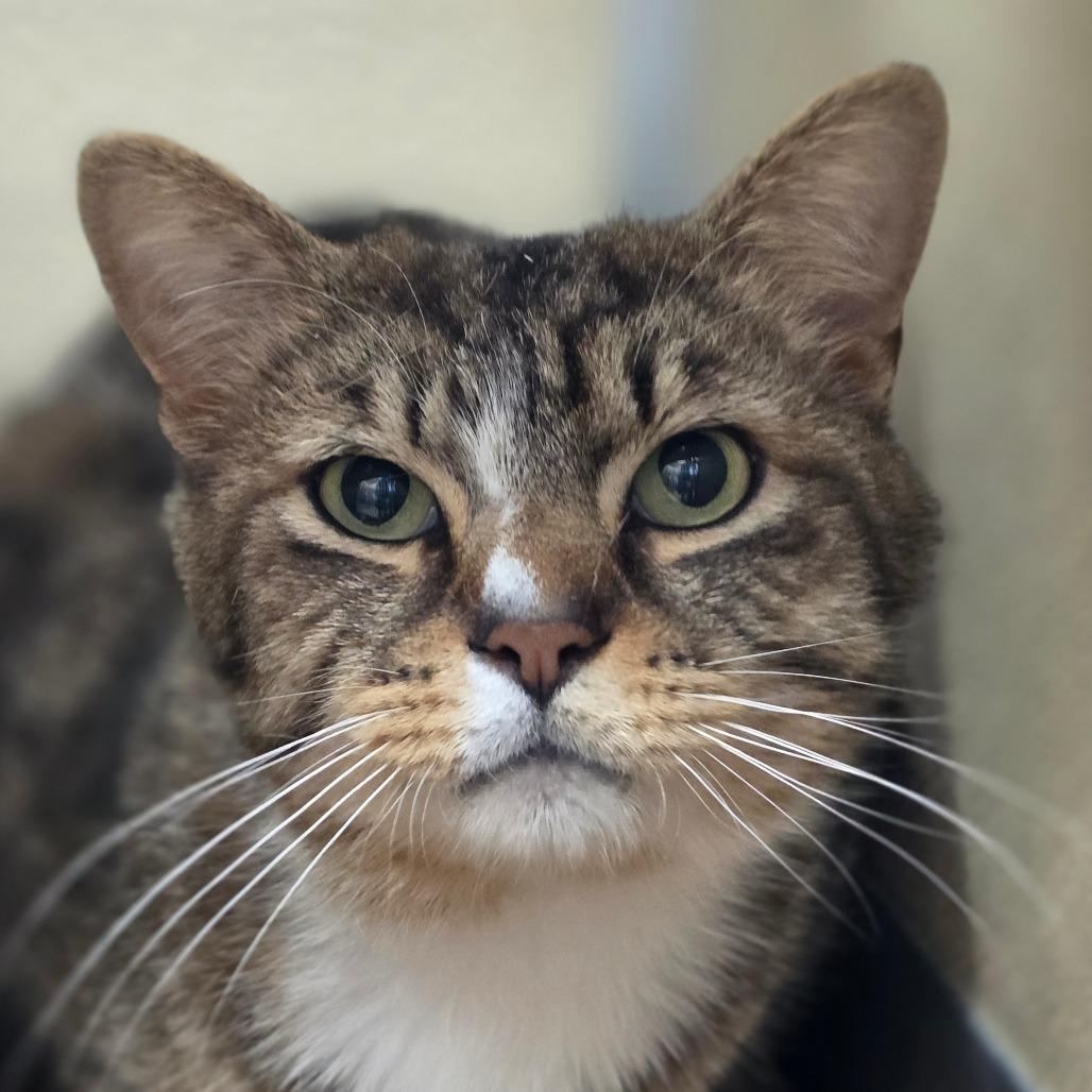 St Thomas, Adoptable, Adult Male Domestic Short Hair.