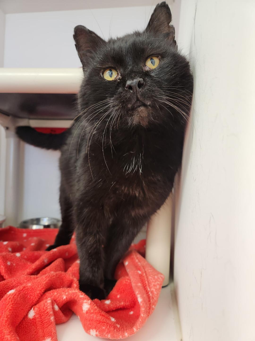 Storm, Adoptable, Adult Male Domestic Short Hair.