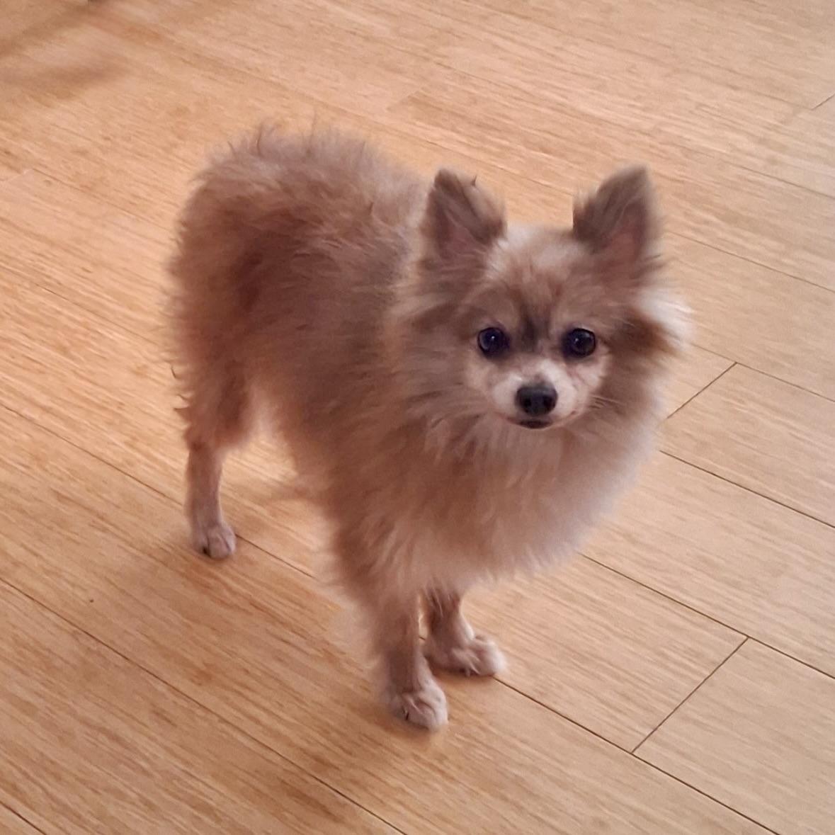Neelie, an adopted Pomeranian in Aspen, CO image 1/6