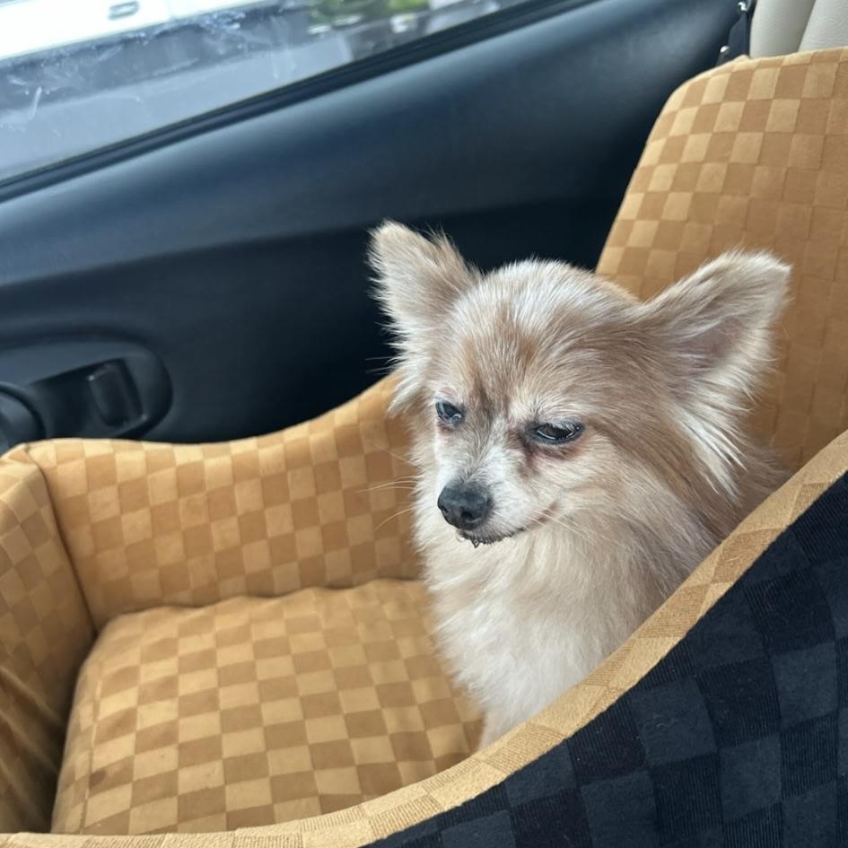 Neelie, an adopted Pomeranian in Aspen, CO image 2/6
