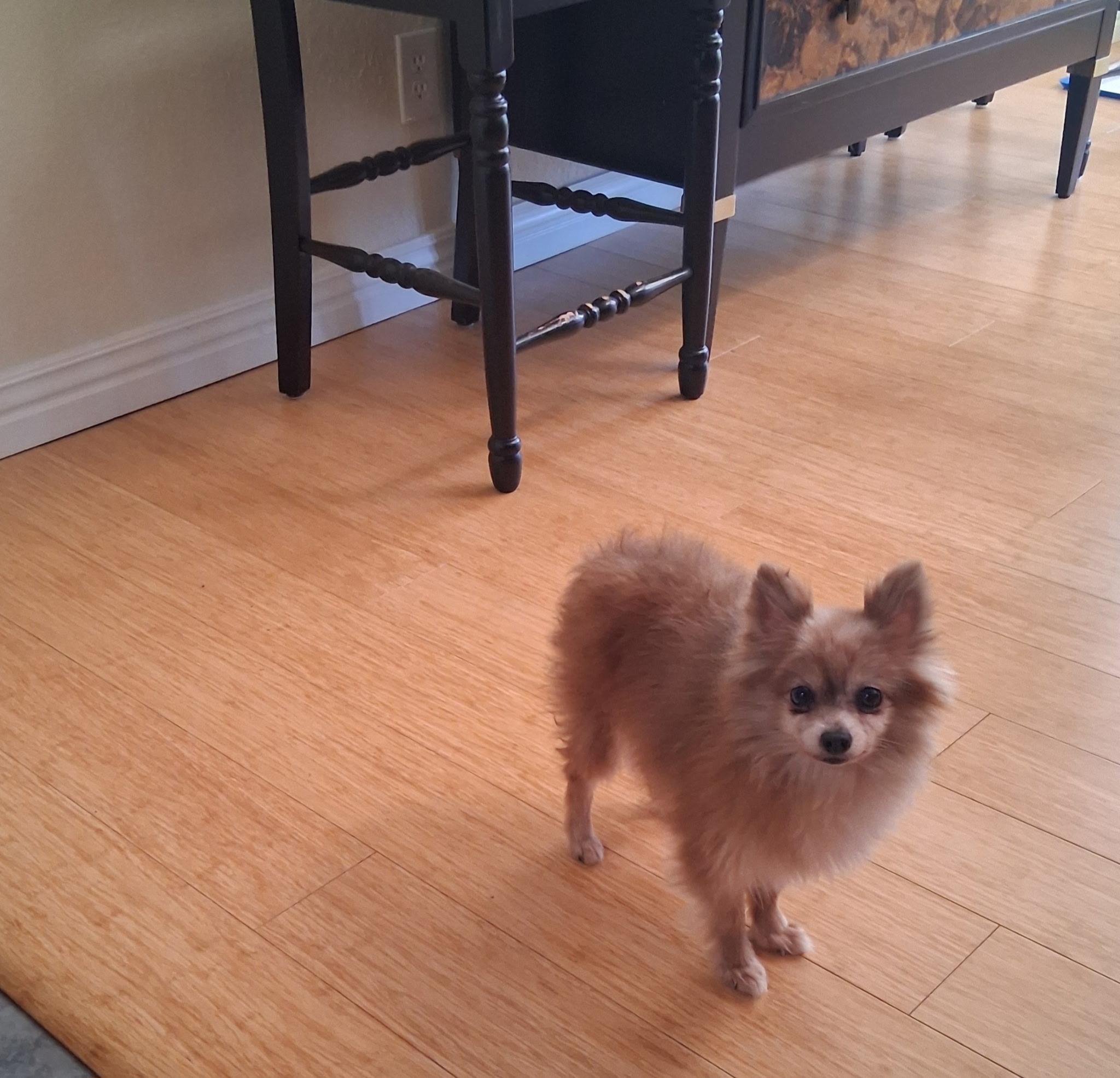 Neelie, an adopted Pomeranian in Aspen, CO image 6/6