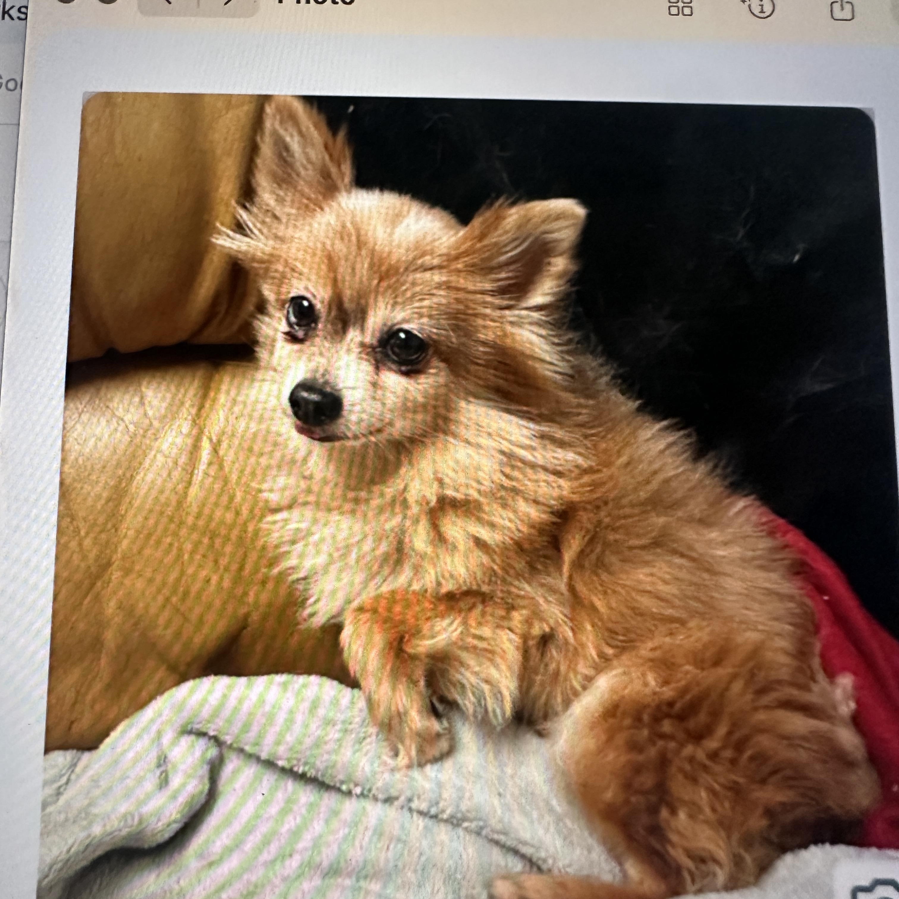 Neelie, an adopted Pomeranian in Aspen, CO image 4/6