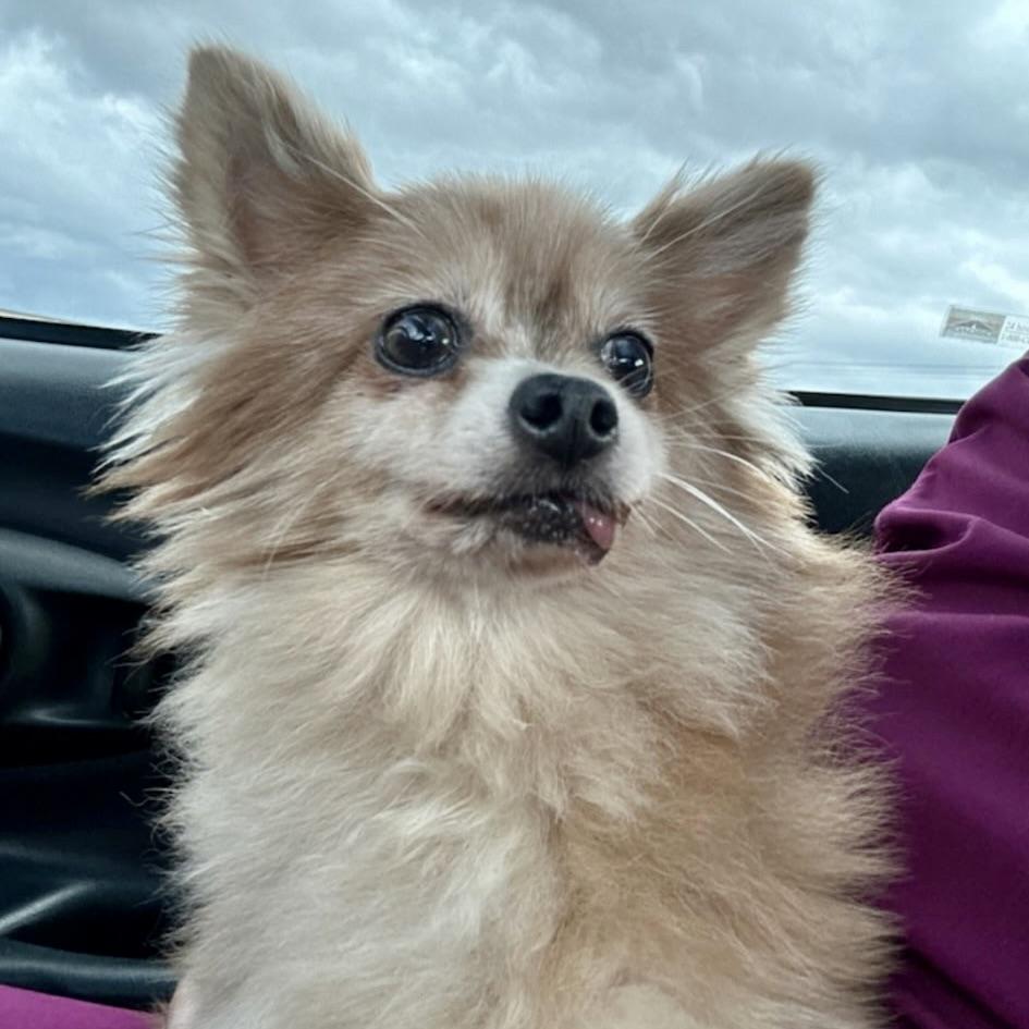 Neelie, an adopted Pomeranian in Aspen, CO image 5/6