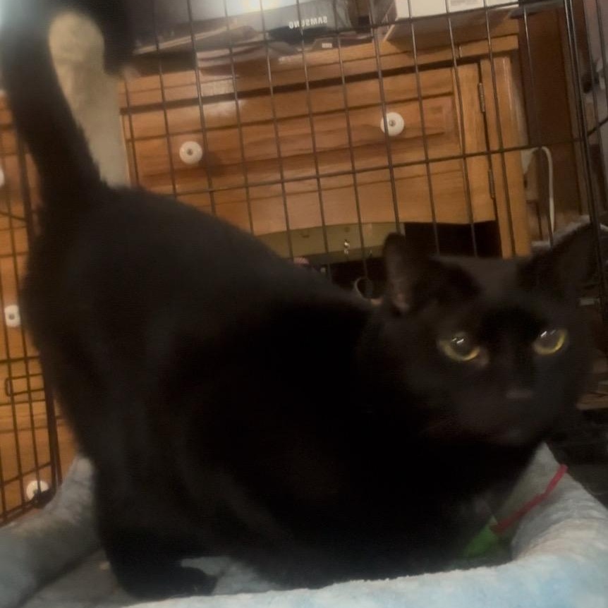 Enlarge Klugman, a ADOPTABLE Domestic Short Hair in Closter, NJ image 2/5