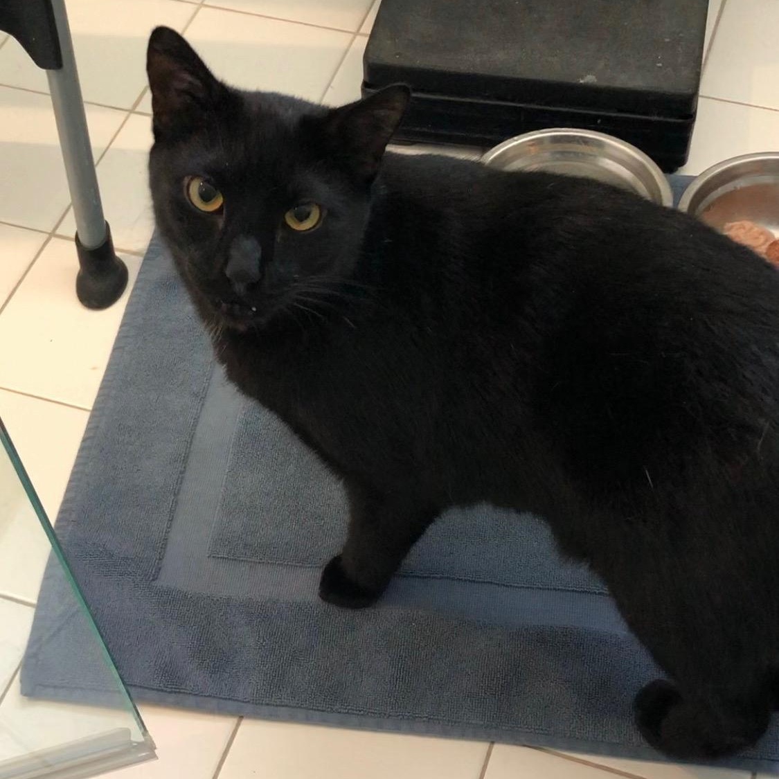 Enlarge Klugman, a ADOPTABLE Domestic Short Hair in Closter, NJ image 3/5