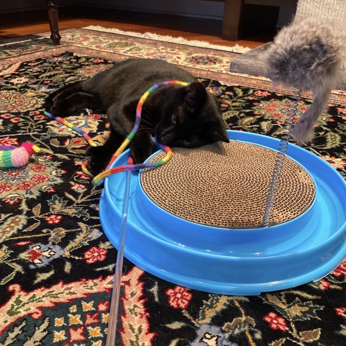 Enlarge Klugman, a ADOPTABLE Domestic Short Hair in Closter, NJ image 4/5