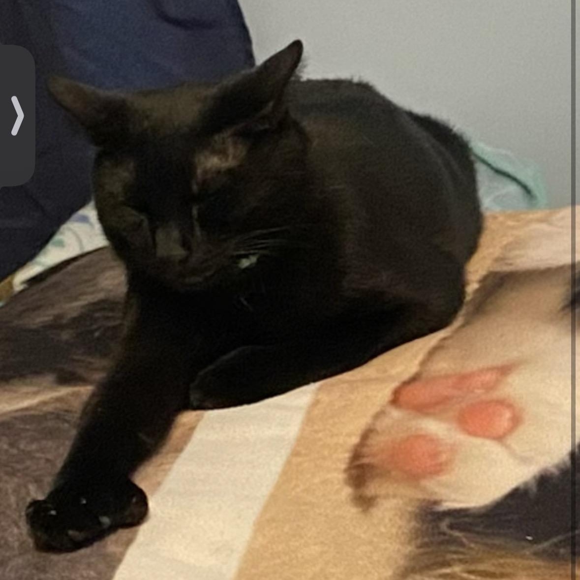 Enlarge Klugman, a ADOPTABLE Domestic Short Hair in Closter, NJ image 1/5