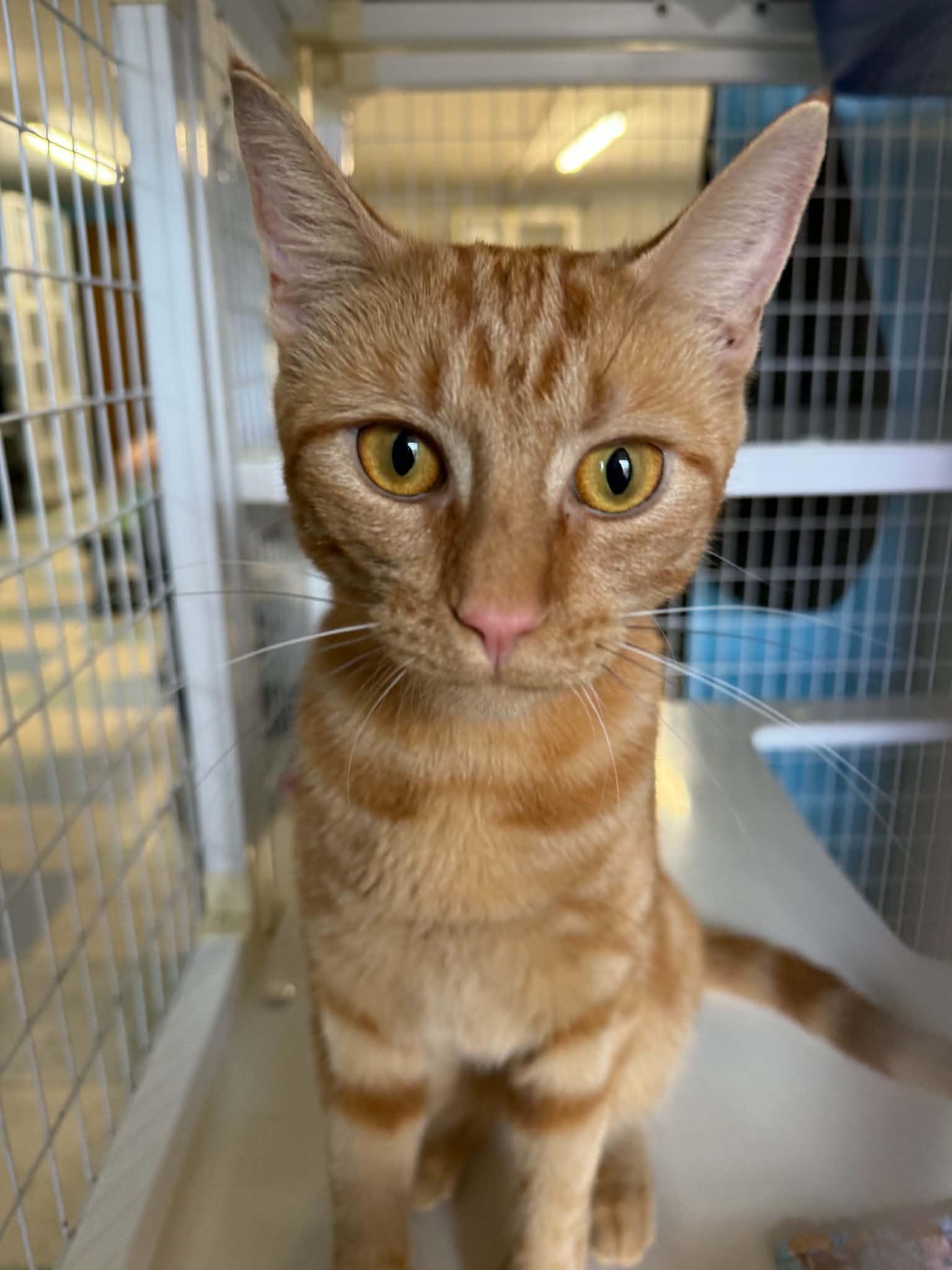 Ojo, ADOPTABLE, Adult Female Domestic Short Hair.