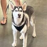 POLAR, a Adoptable Siberian Husky in Murrieta, CA image 1/2