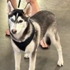 POLAR, a Adoptable Siberian Husky in Murrieta, CA image 2/2