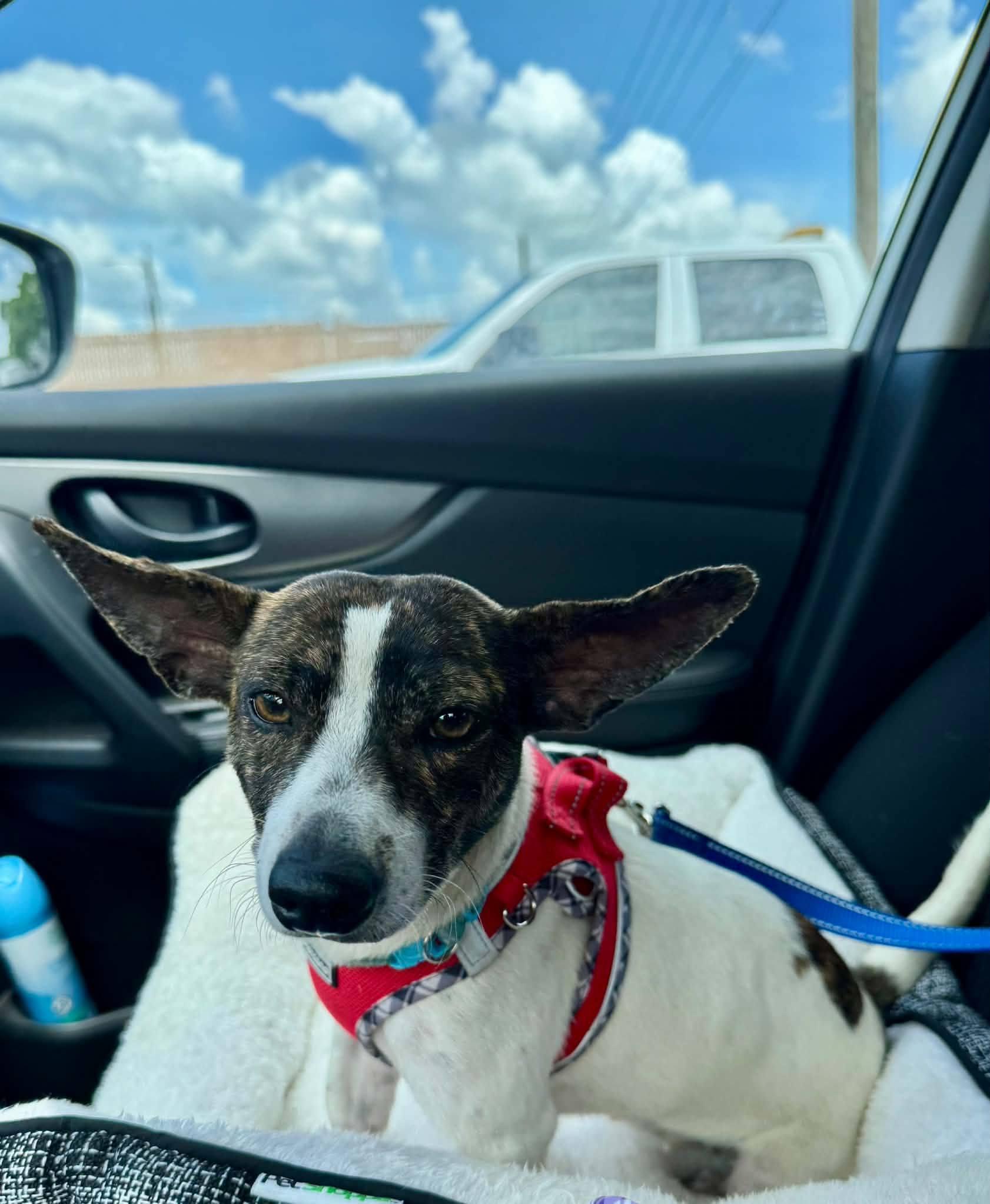 Leia, ADOPTABLE, Young Female Rat Terrier.