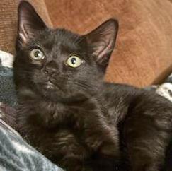 Cobbles, an adopted Domestic Short Hair in Salem, OR image 3/4