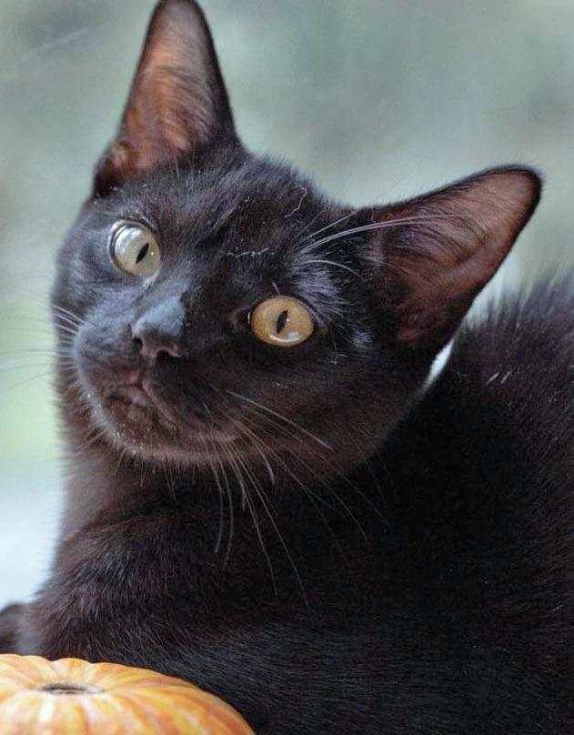 Cobbles, ADOPTABLE, Kitten Male Domestic Short Hair.