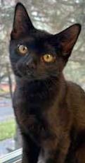 Cobbles, an adopted Domestic Short Hair in Salem, OR image 2/4