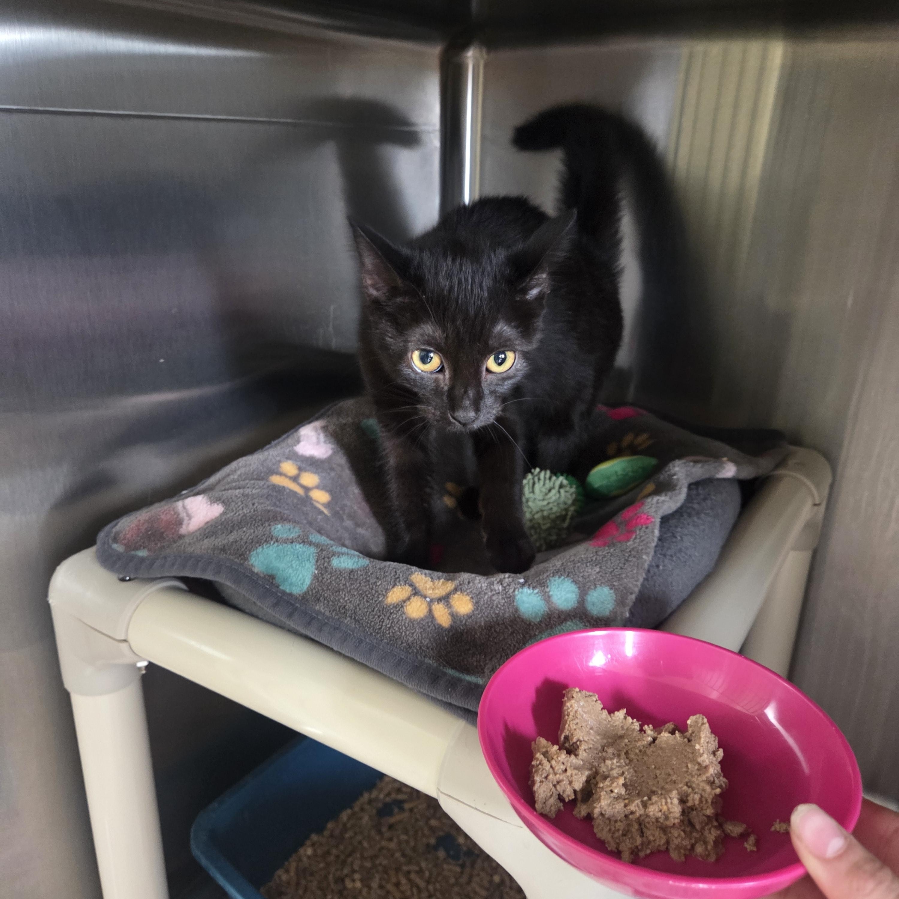 Cher, Adoptable, Kitten Female Domestic Short Hair.