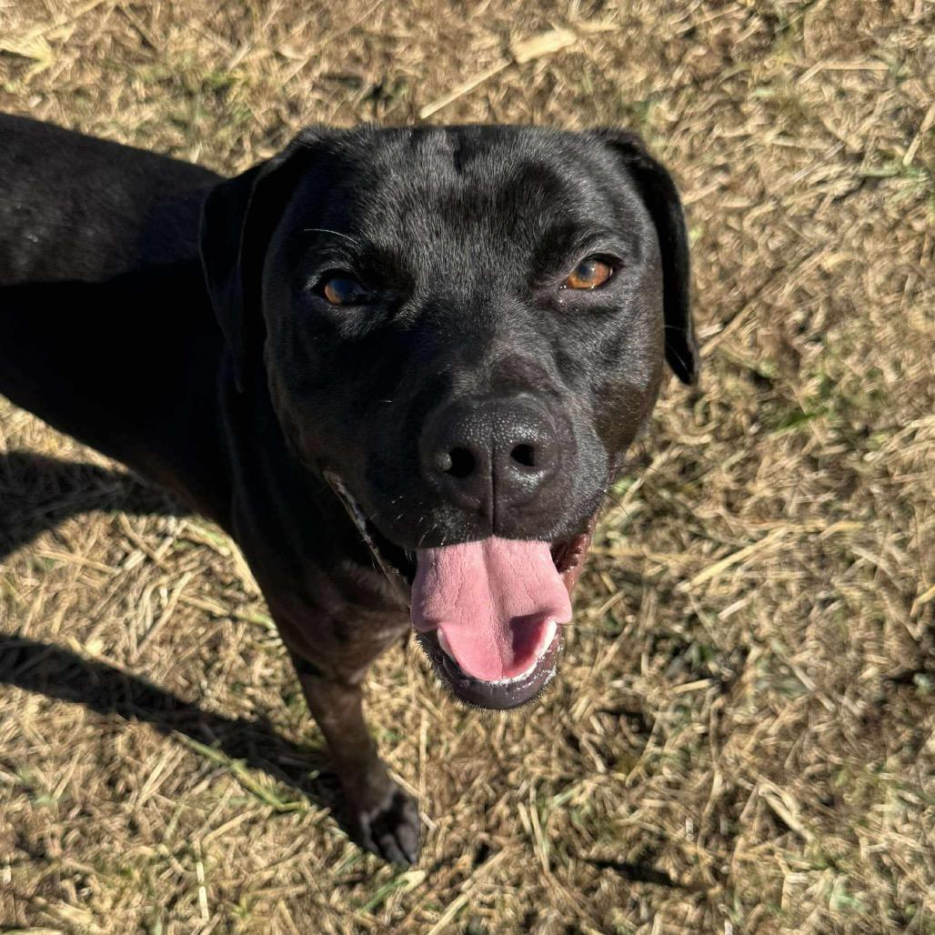 Enlarge Roman, a Adoptable mixed breed in Caryville, TN image 1/4