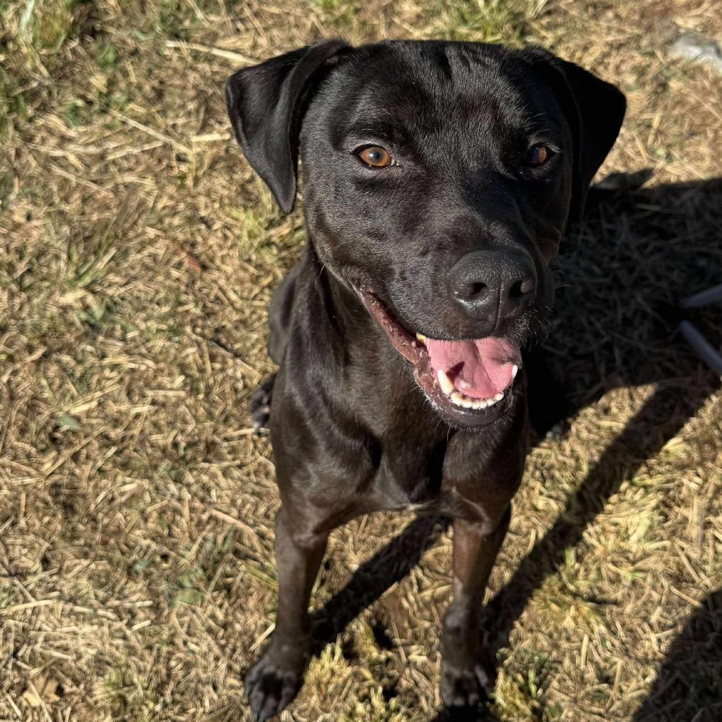 Enlarge Roman, a Adoptable mixed breed in Caryville, TN image 3/4