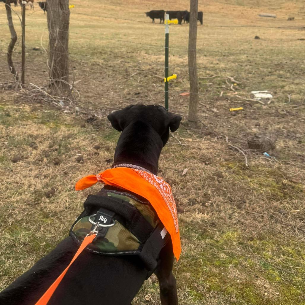 Roman, a Adoptable mixed breed in Caryville, TN image 4/6