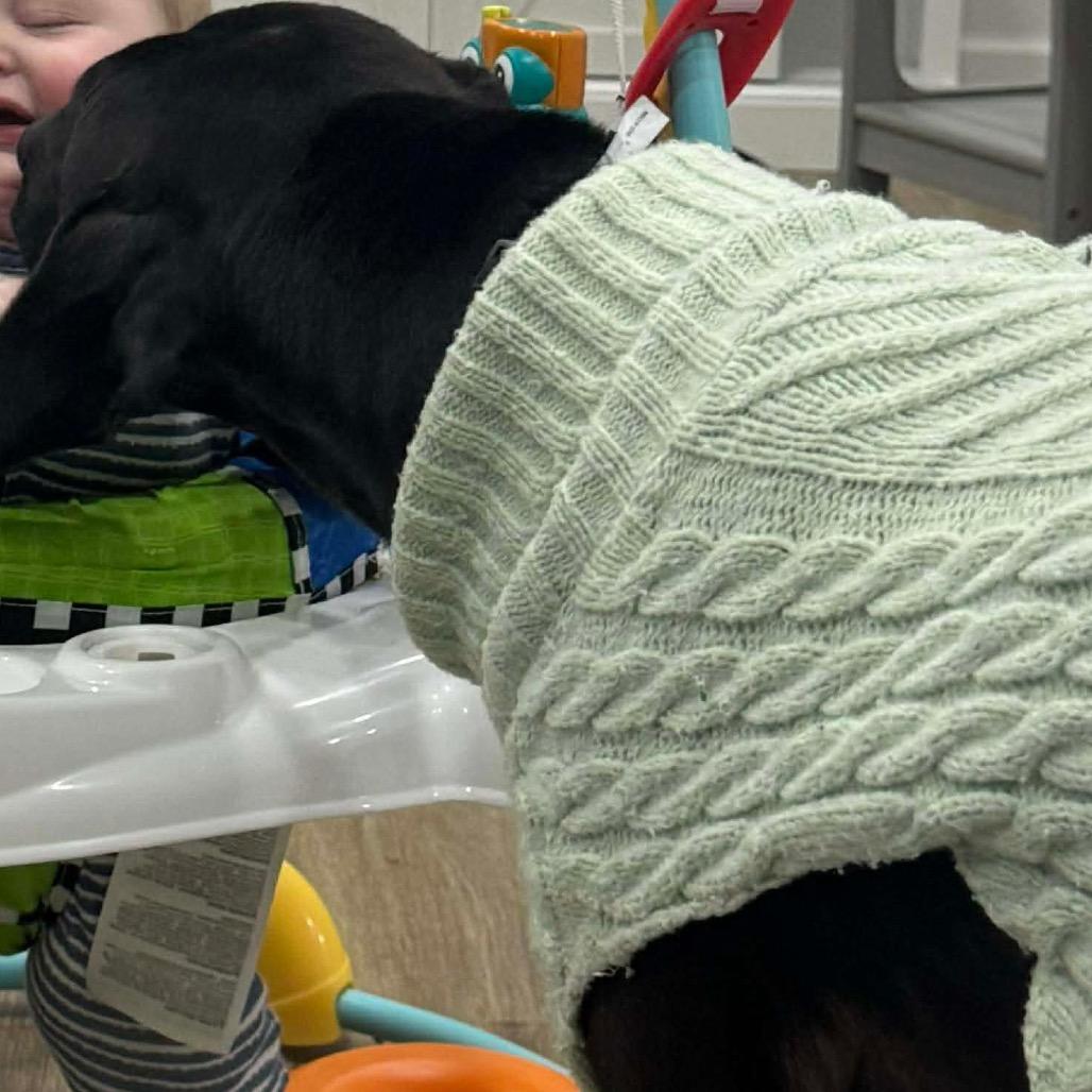 Roman, a Adoptable mixed breed in Caryville, TN image 5/6