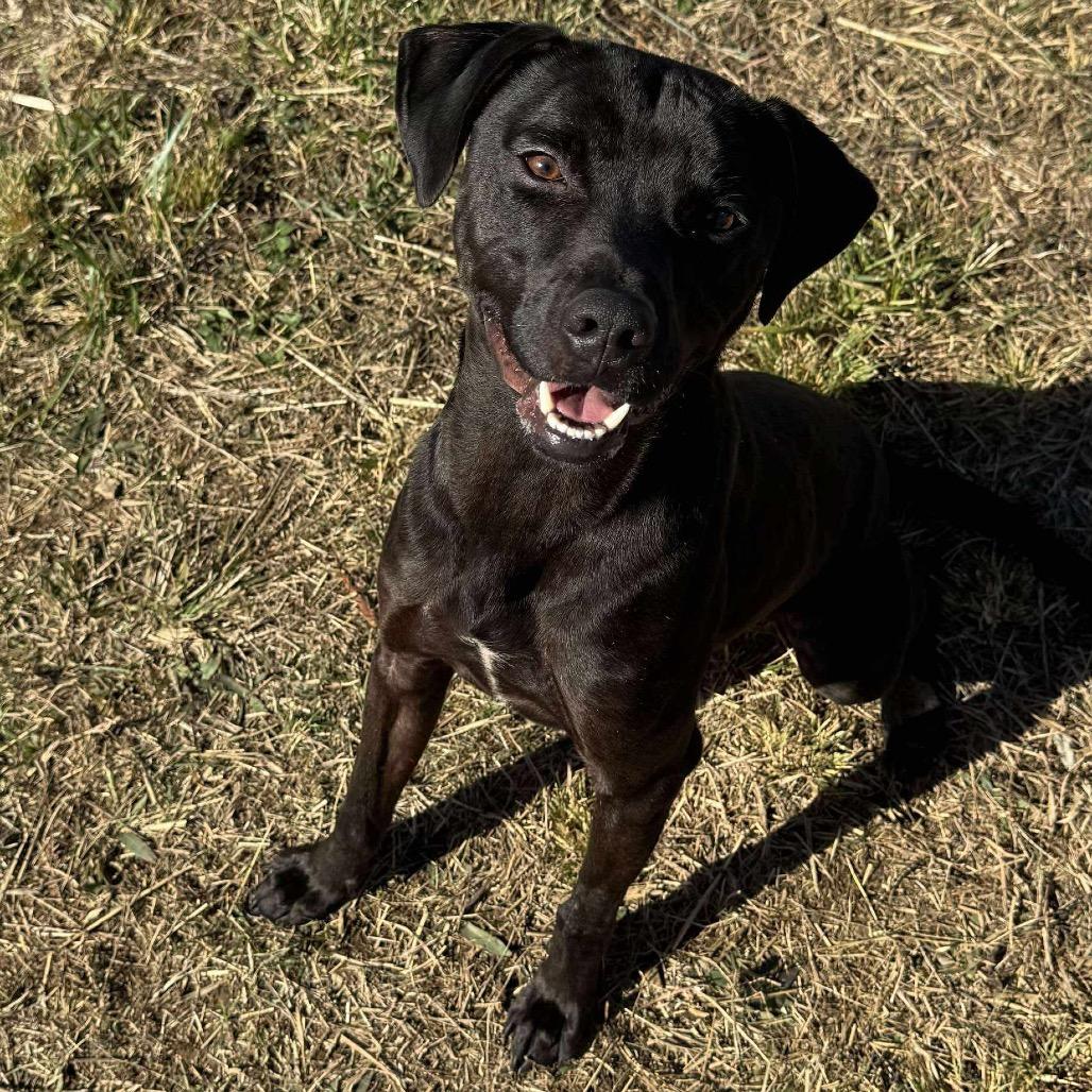 Enlarge Roman, a Adoptable mixed breed in Caryville, TN image 4/4