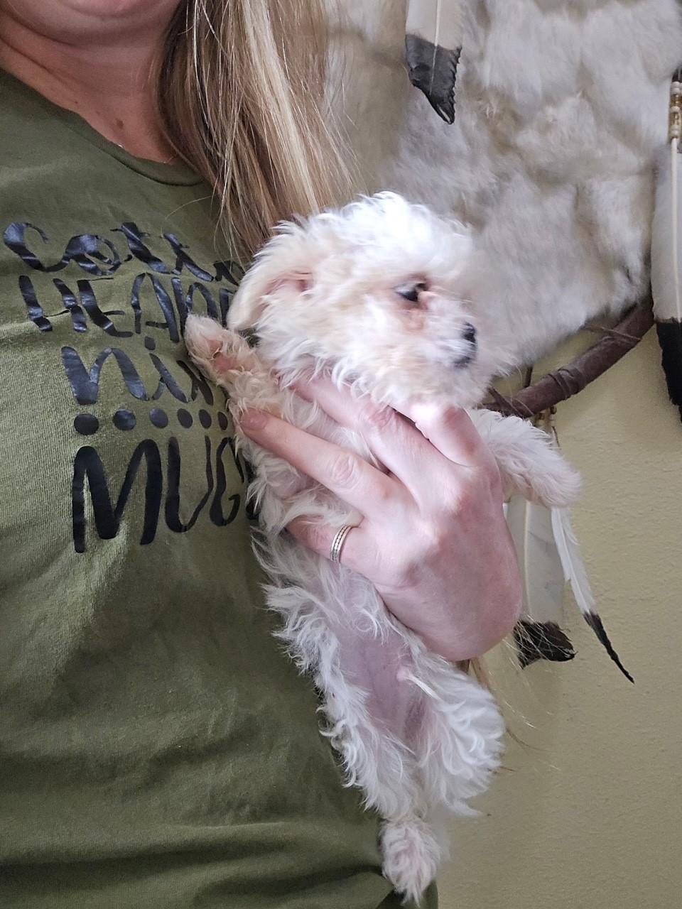 Sumai, Baby Female Miniature Poodle